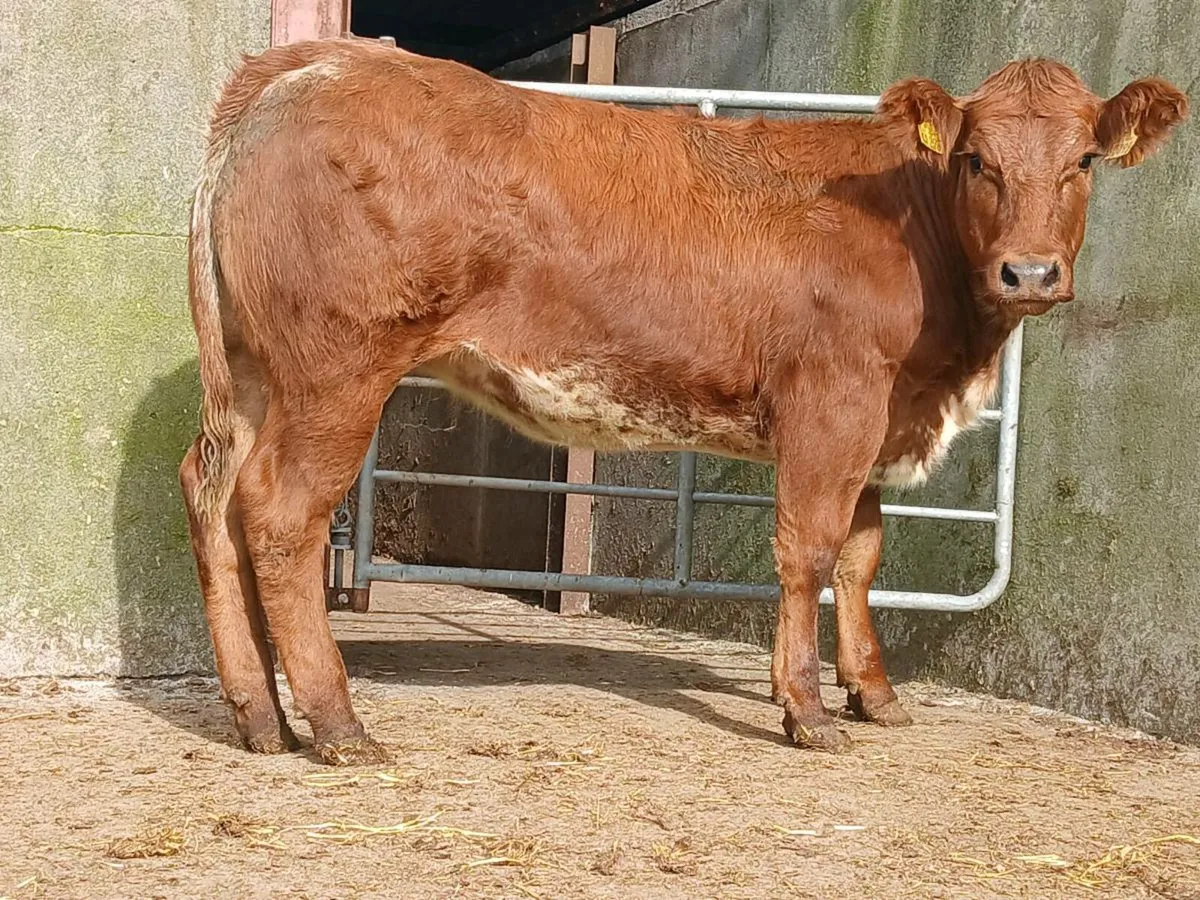 Super Roan Heifer - Image 1