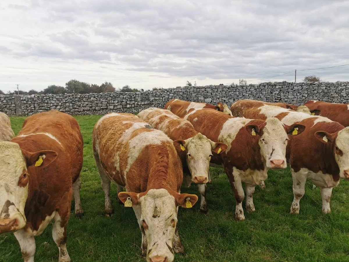 Simmental in-calf, maiden,  weanling heifers - Image 1
