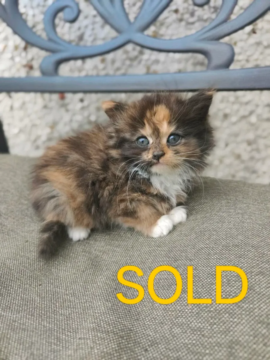Kittens - Image 4