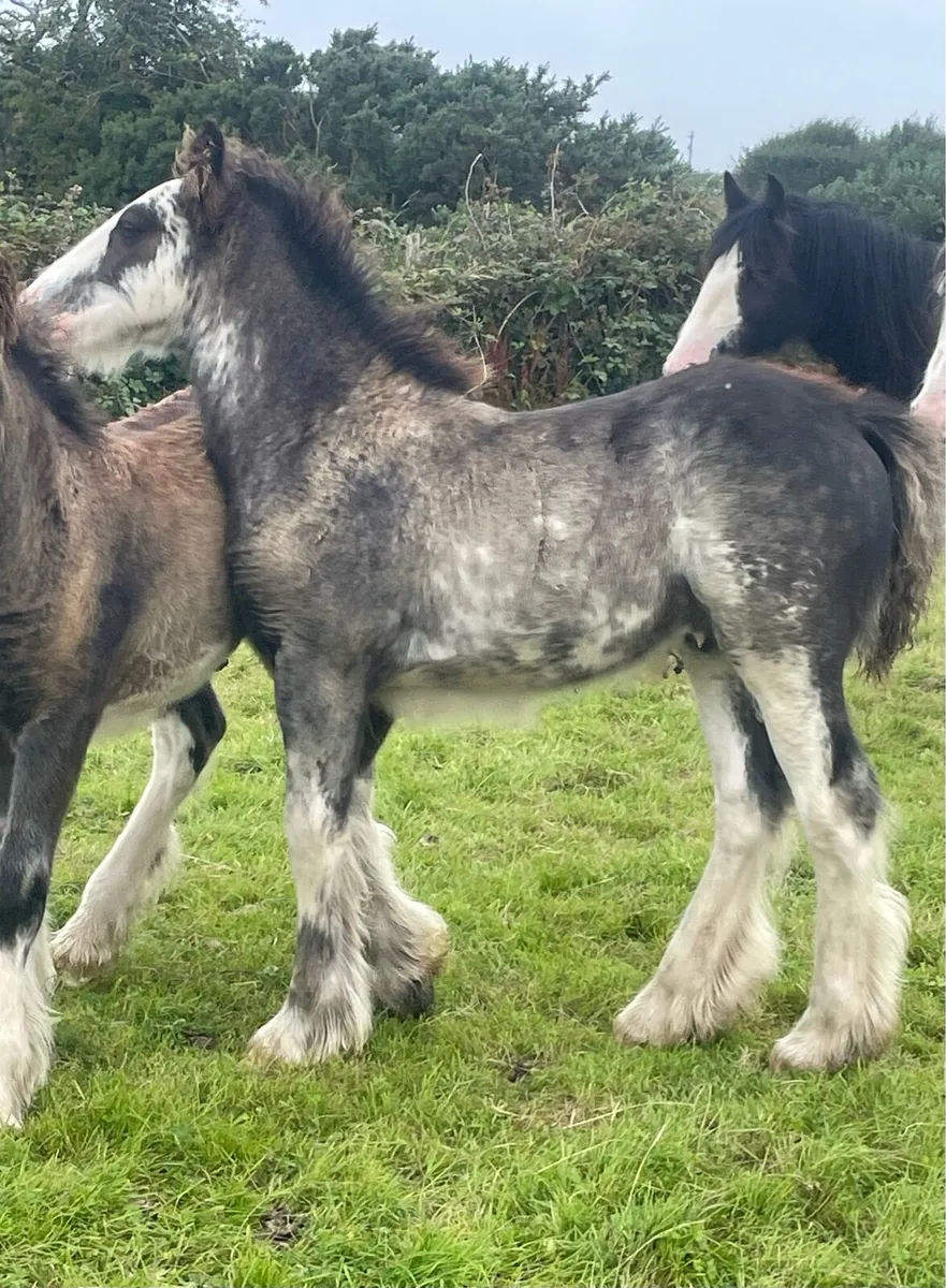 Blagdon Colt Foal - Image 1
