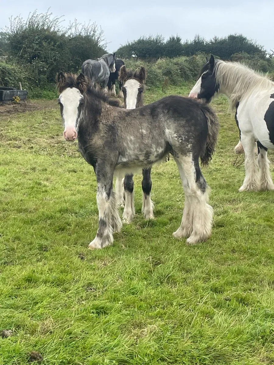 Blagdon Colt Foal - Image 2
