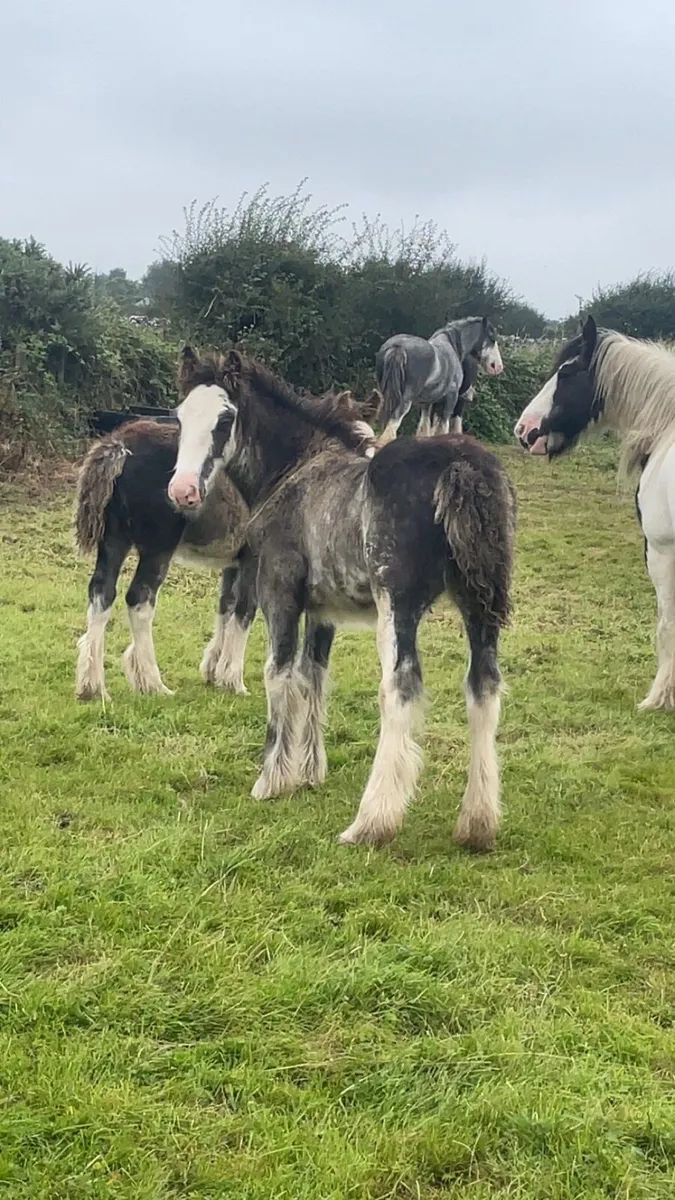 Blagdon Colt Foal - Image 3
