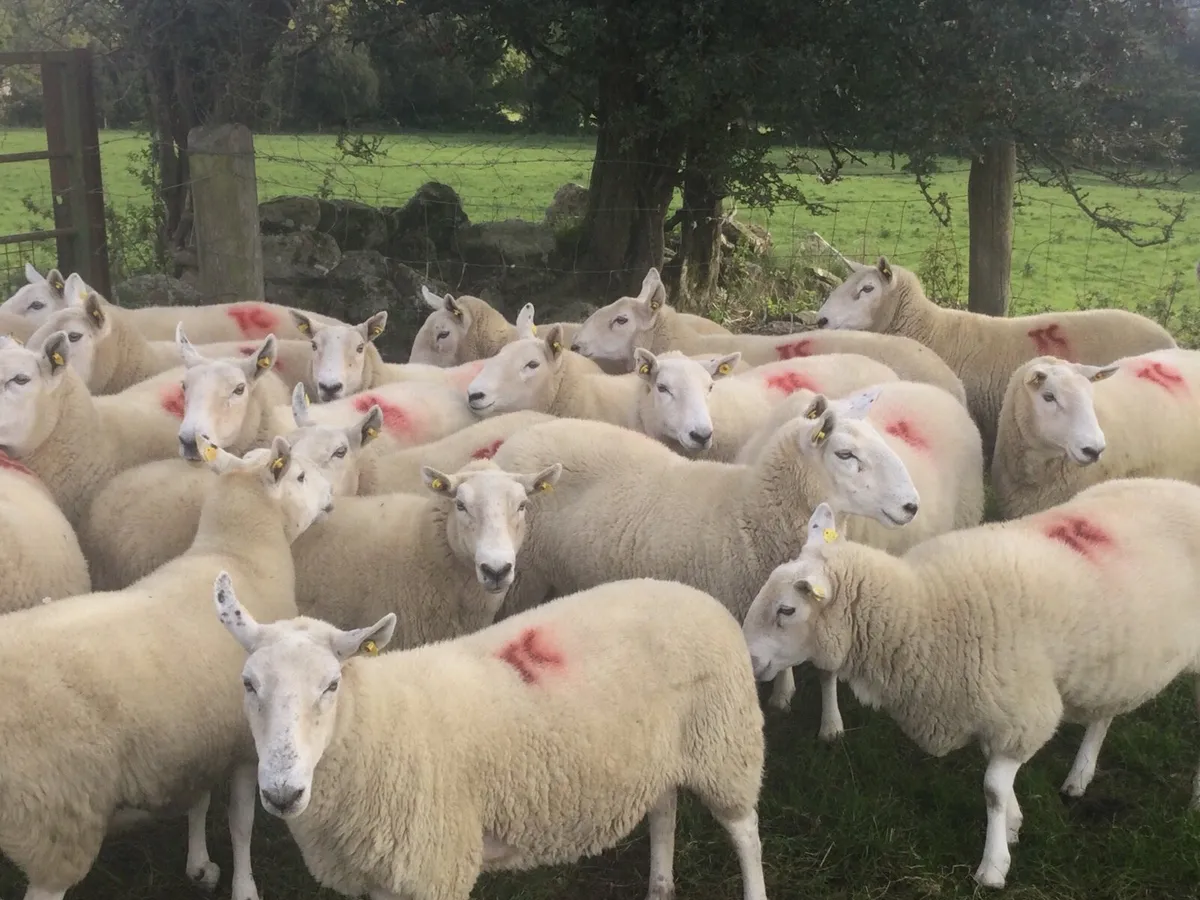 Cheviot ewes For sale - Image 1
