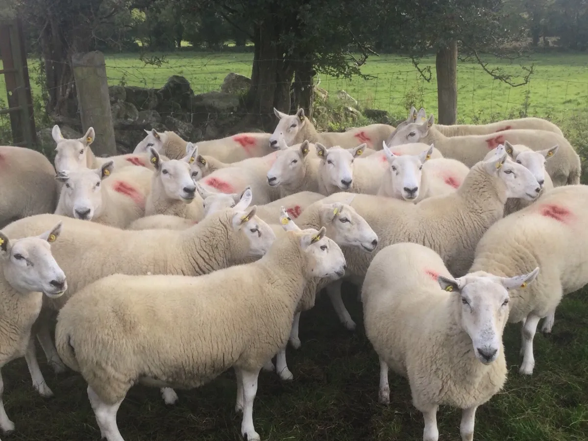 Cheviot ewes For sale - Image 2