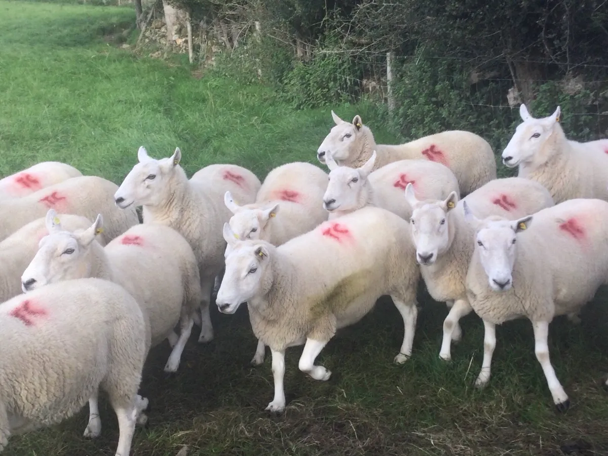 Cheviot ewes For sale - Image 3