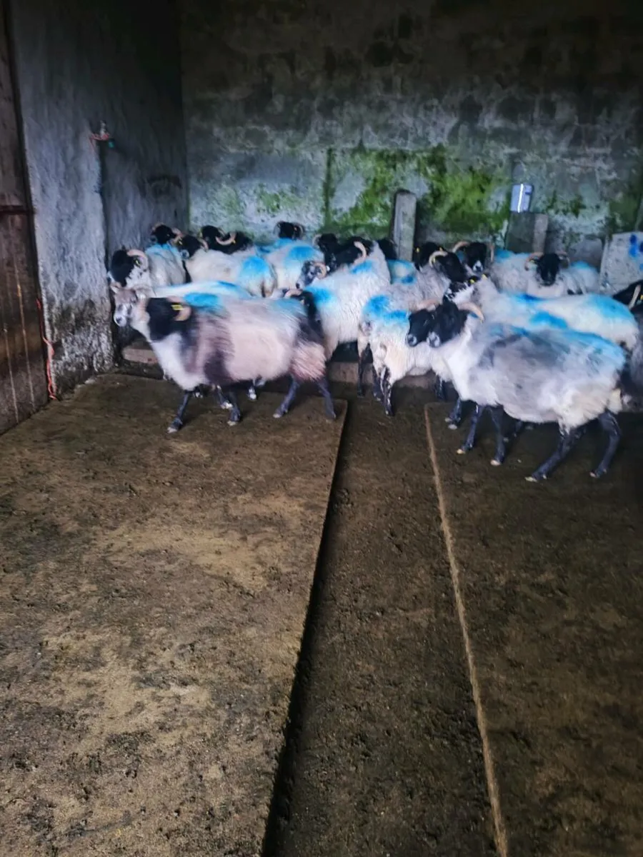 Ewe's - Image 2