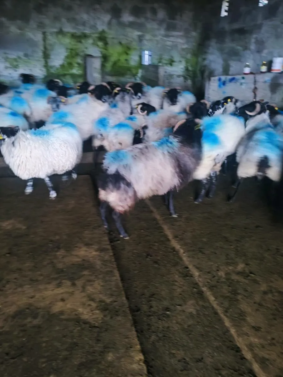 Ewe's - Image 1