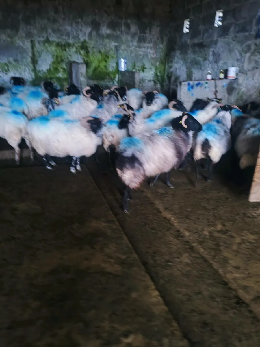 Ewe's - Image 3