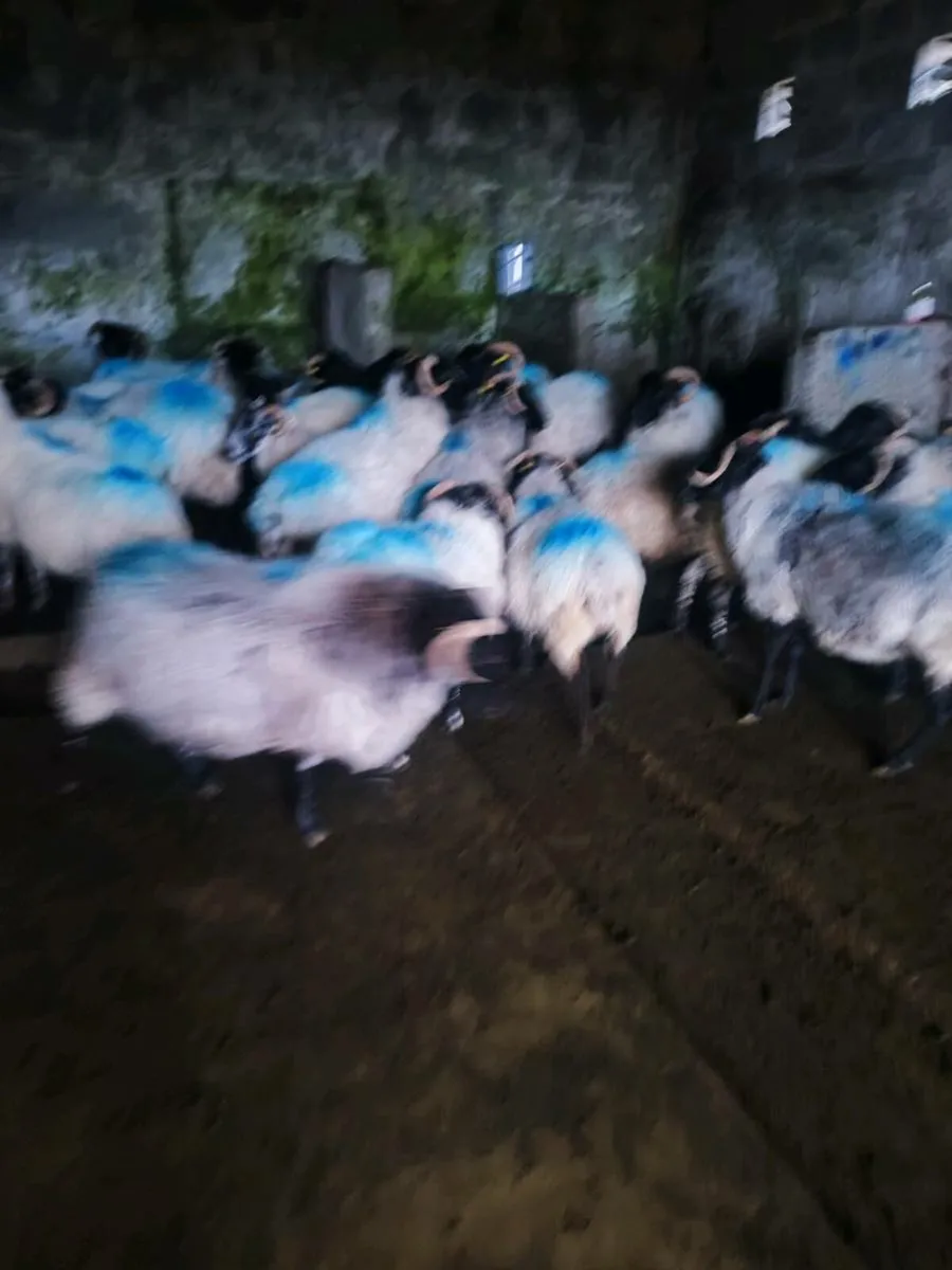 Ewe's - Image 4