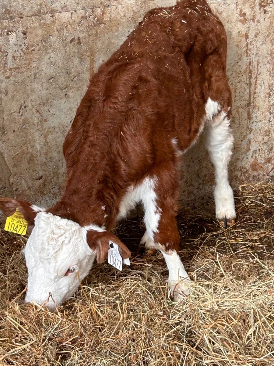 Organic calves Ballymahon Mart October 11th - Image 2
