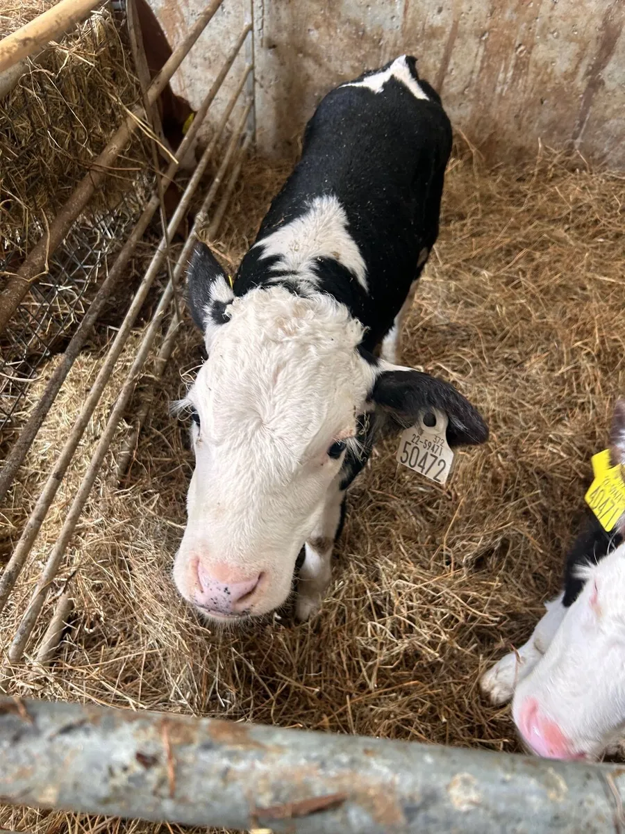Organic calves Ballymahon Mart October 11th - Image 3