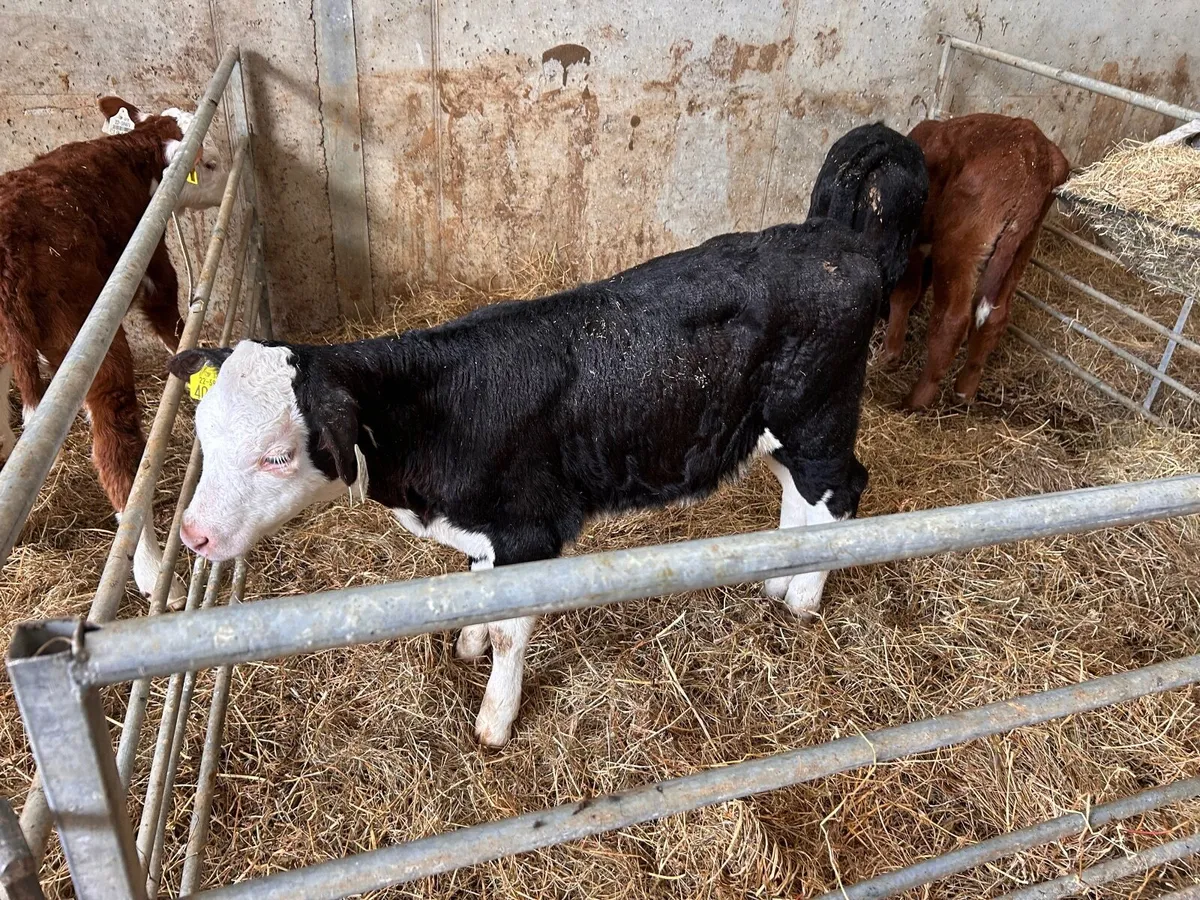 Organic calves Ballymahon Mart October 11th - Image 4