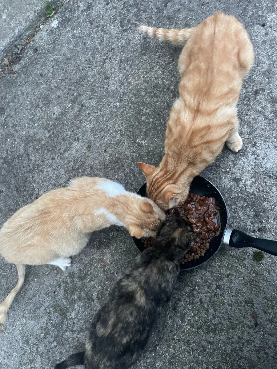 Kitten and male cat for sale - Image 1