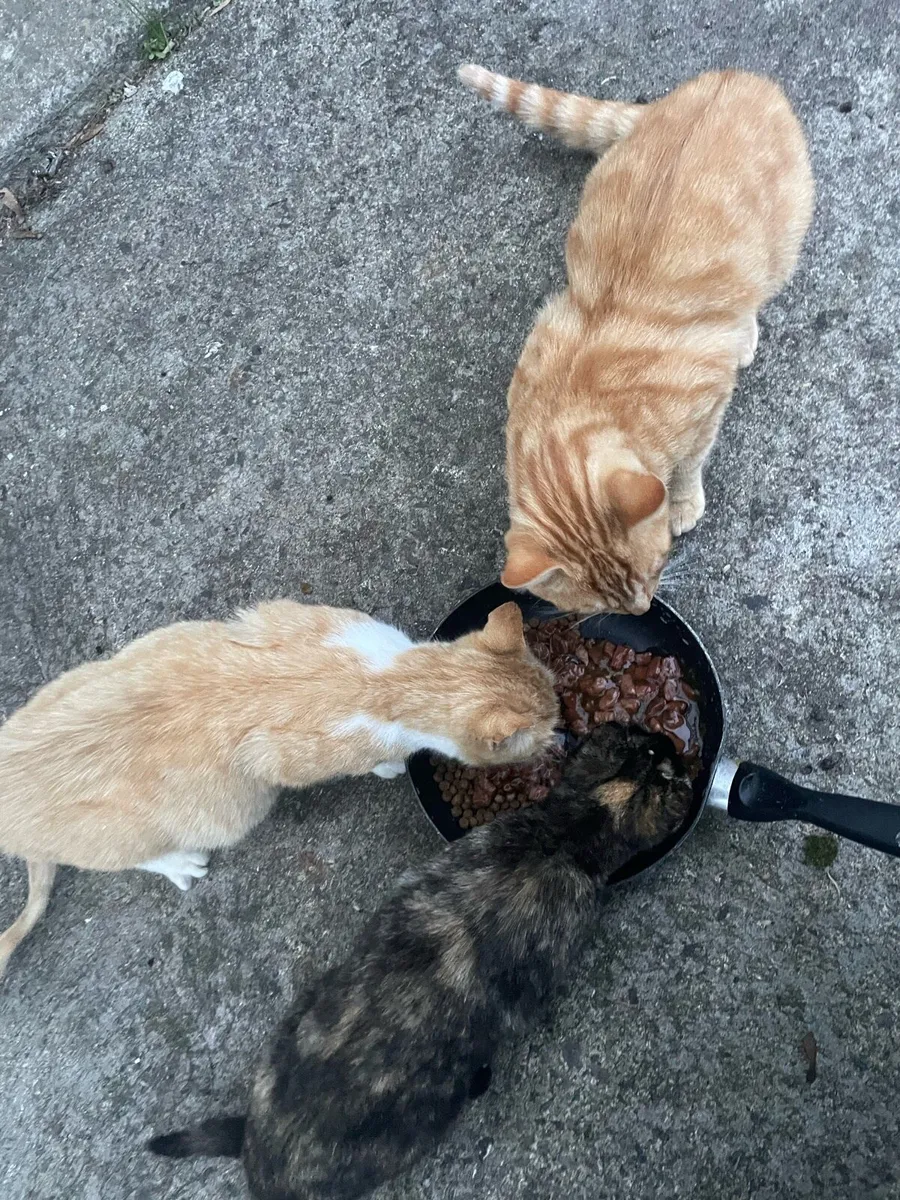 Kitten and male cat for sale - Image 2