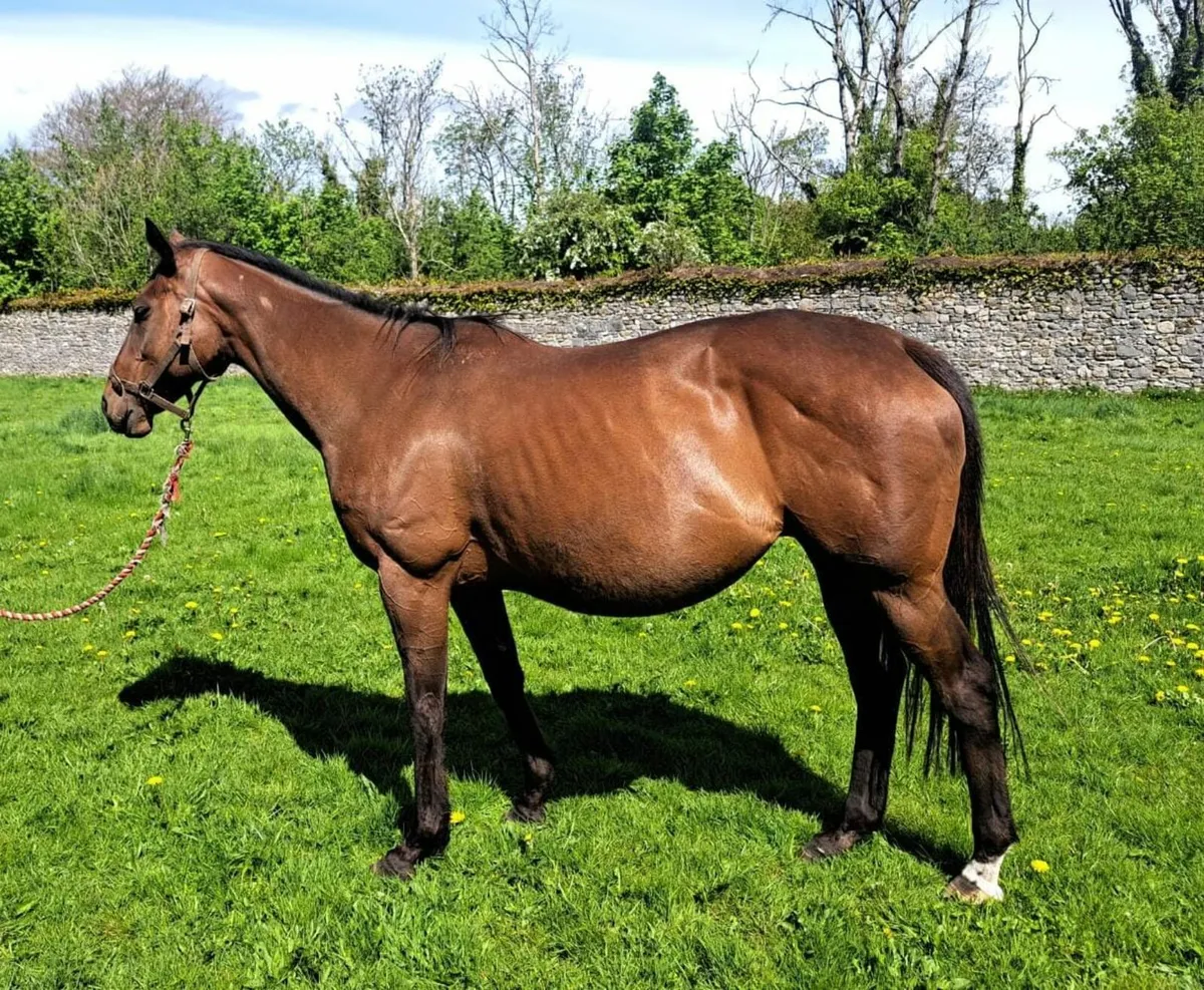 Broodmare