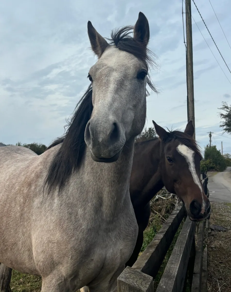 3yr old connemara X thoroughbred - Image 2