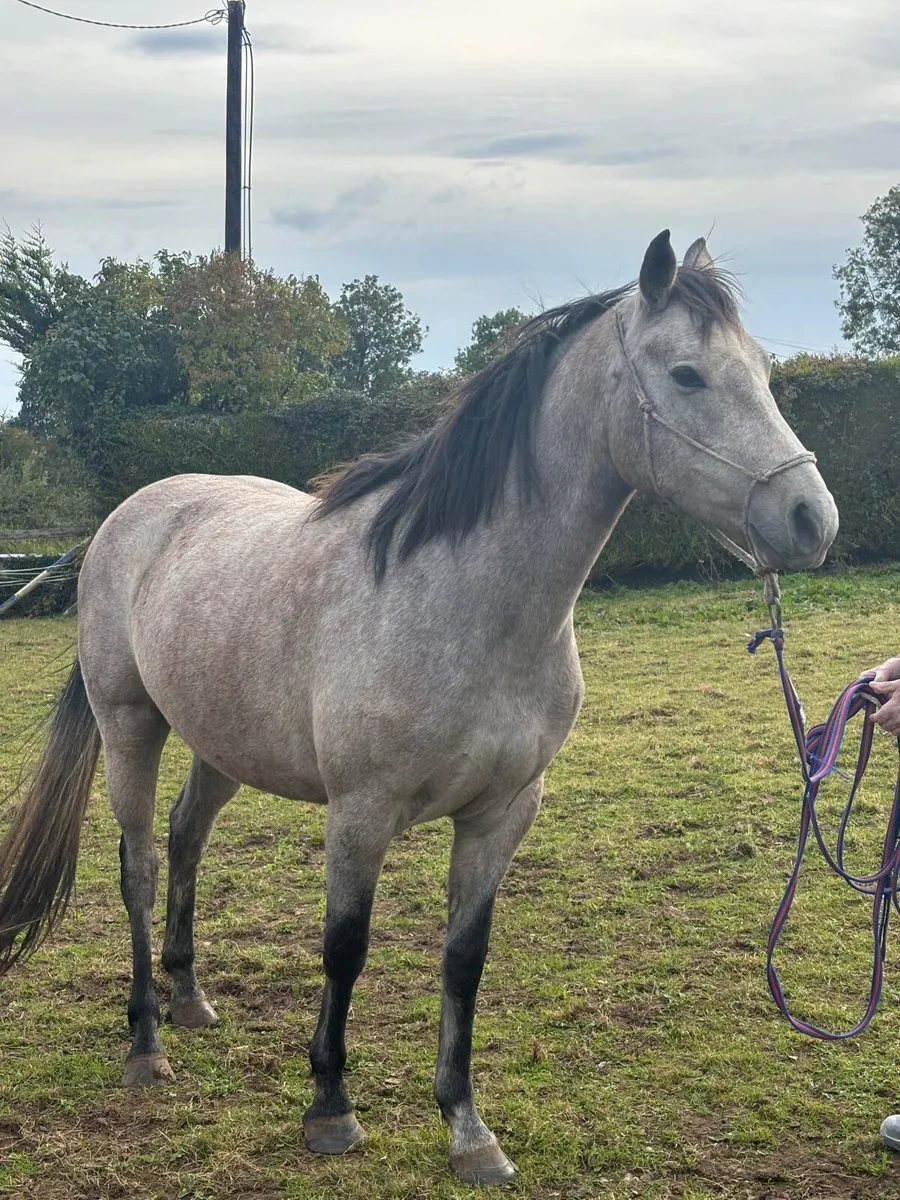 3yr old connemara X thoroughbred - Image 3