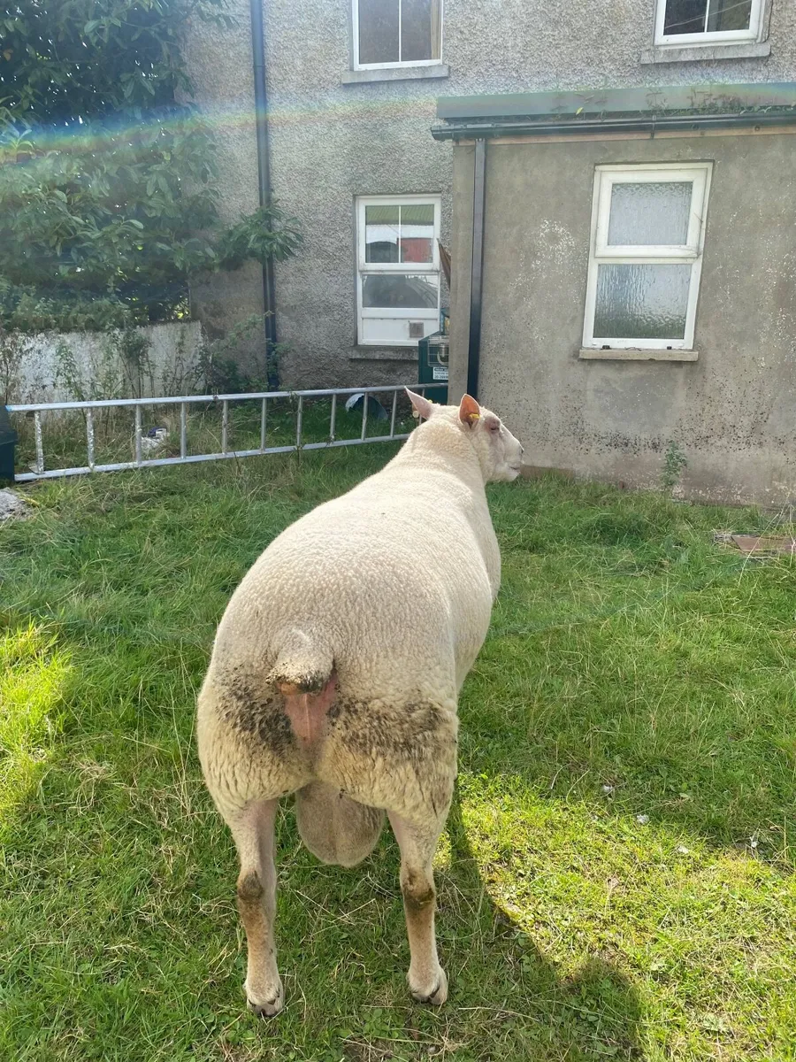 Ram - Image 1