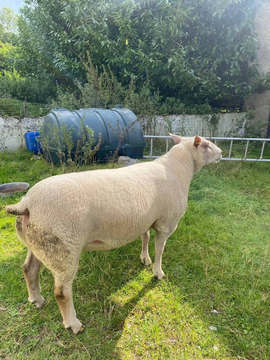 Ram - Image 2