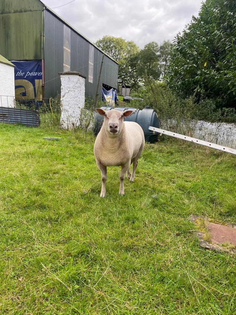 Ram - Image 4