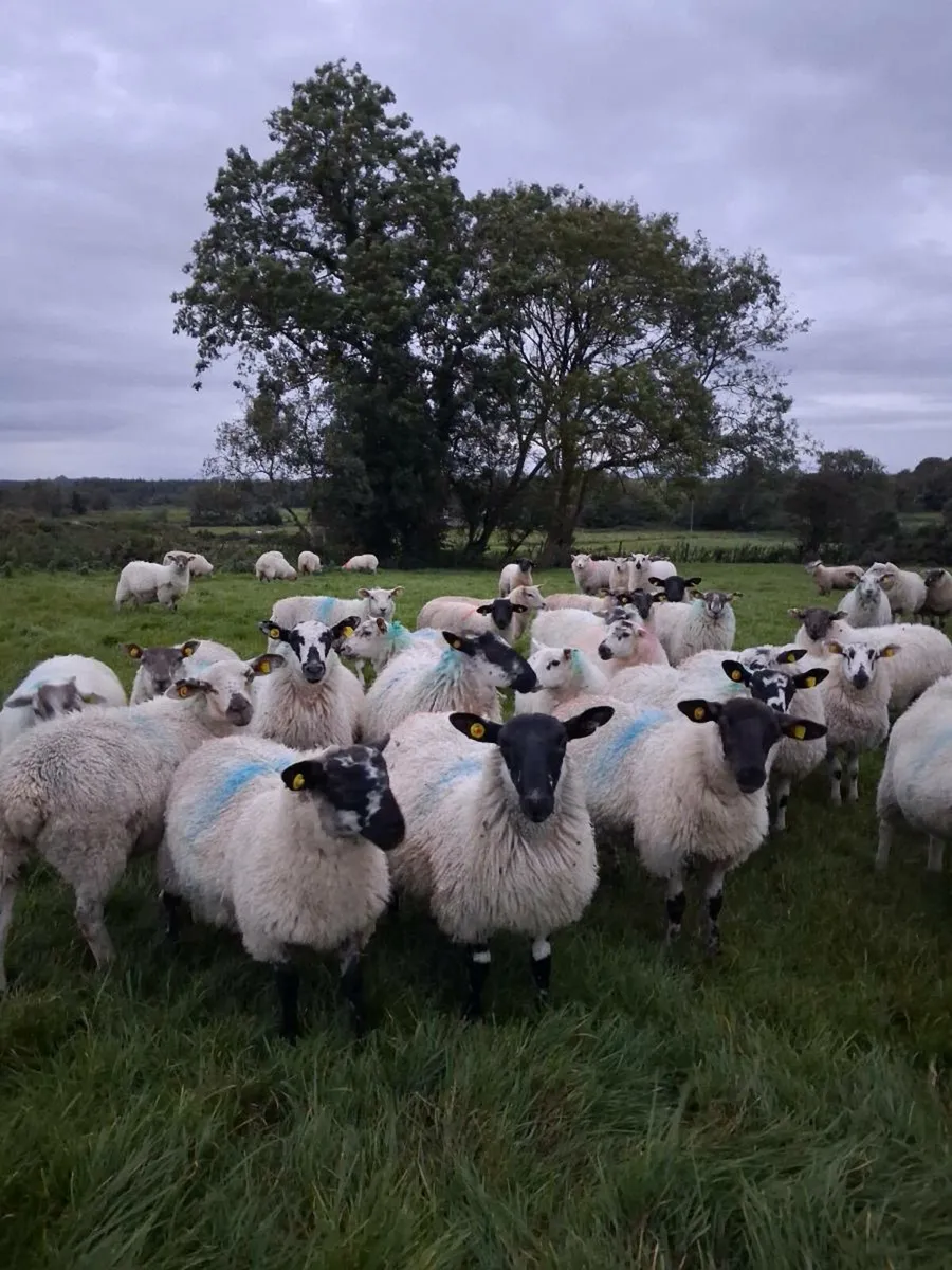 80 Ewe Lambs - Image 1