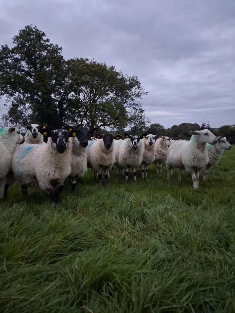 80 Ewe Lambs - Image 2