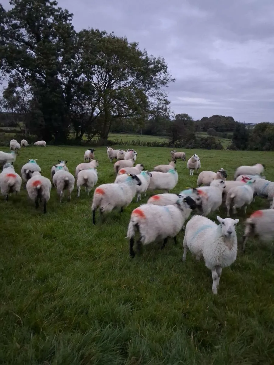 80 Ewe Lambs - Image 3