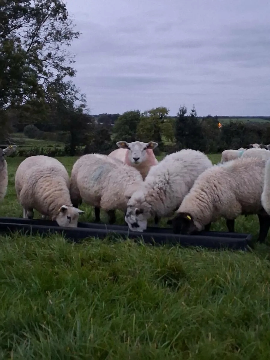 80 Ewe Lambs - Image 4