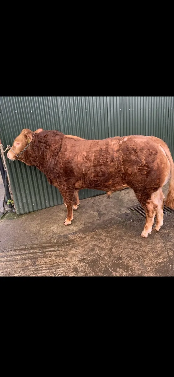 Pedigree Limousin Bulls - Image 1