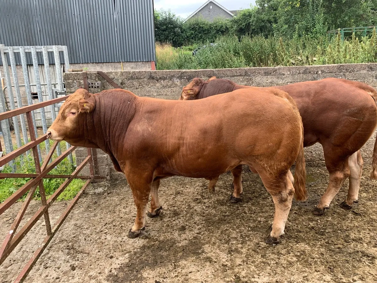Pedigree Limousin Bulls - Image 3