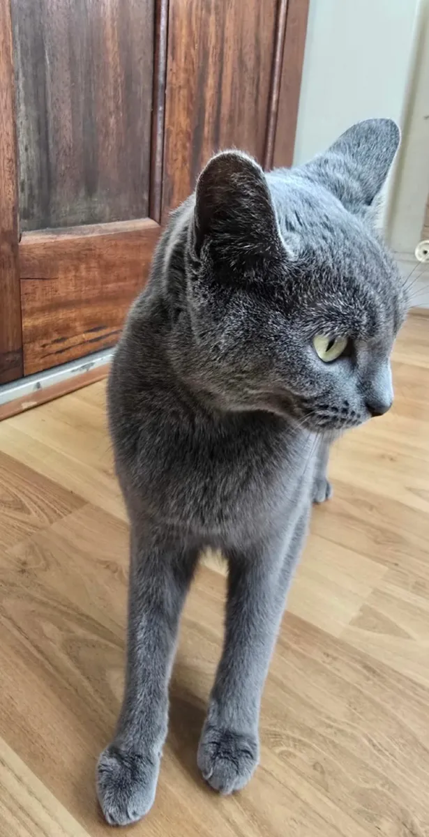 Russian Blue Cat - Image 1