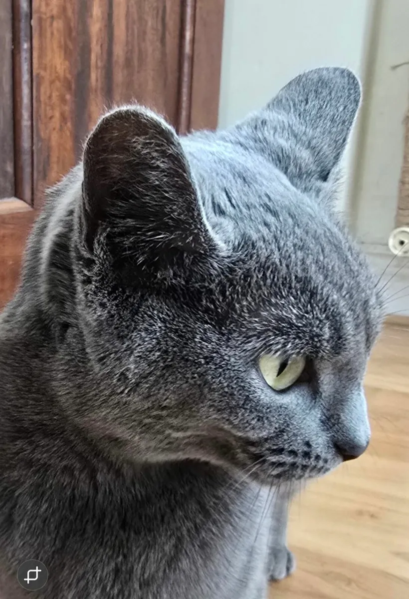 Russian Blue Cat - Image 2