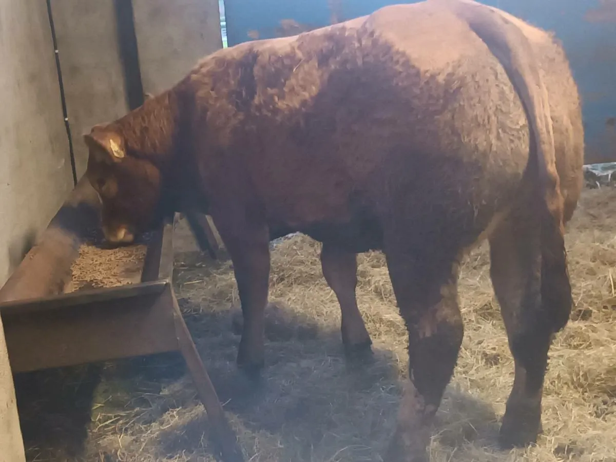 1 Top quality LMX Show heifer for sale - Image 3