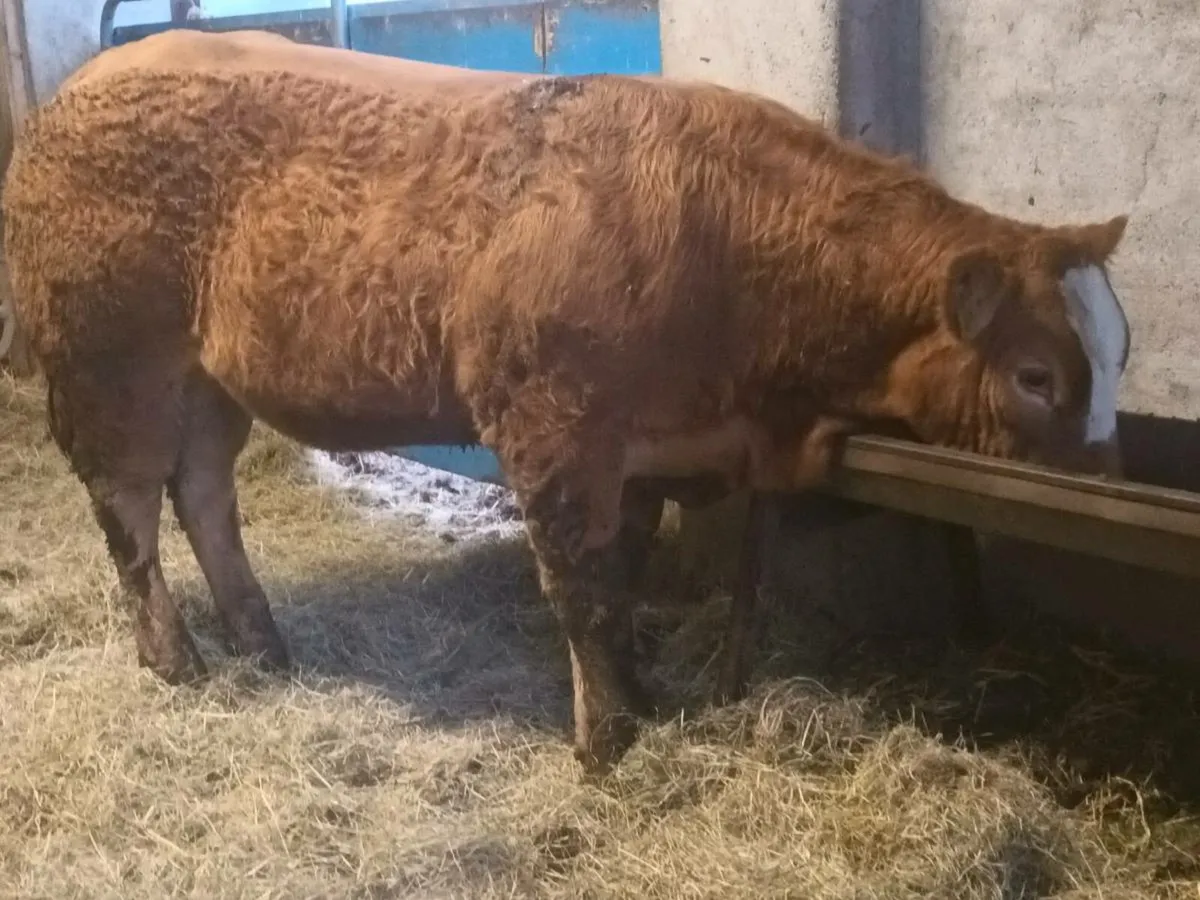 1 Top quality LMX Show heifer for sale - Image 2