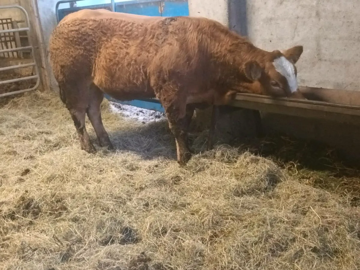1 Top quality LMX Show heifer for sale - Image 1