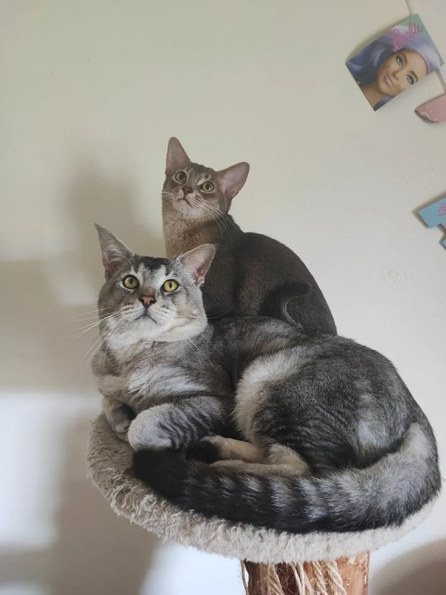 Kitten - Image 2