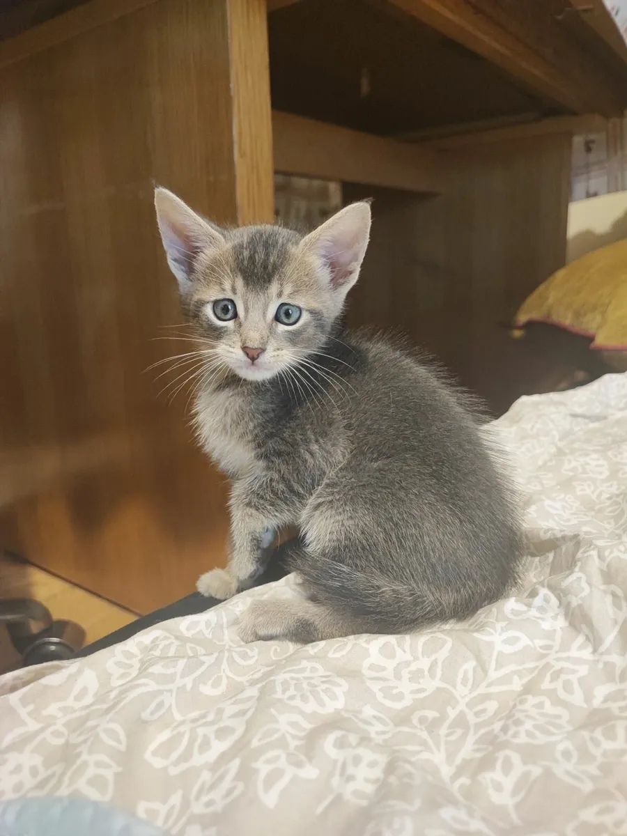 Kitten - Image 3