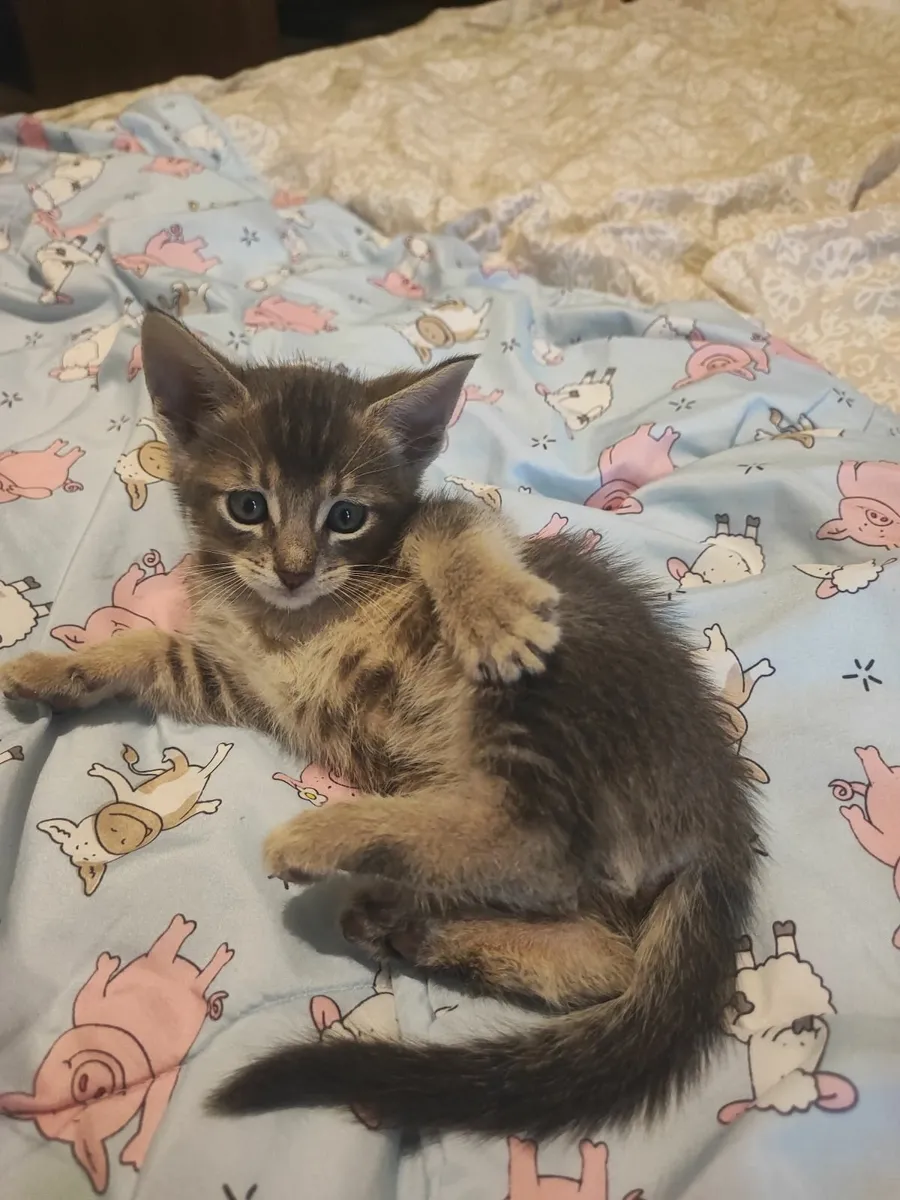 Kitten - Image 1