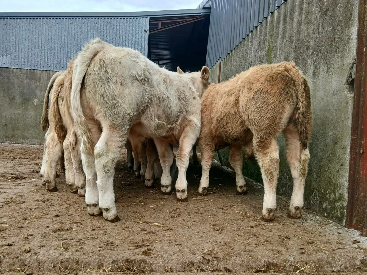 20 Super Bull Weanlings - Image 1