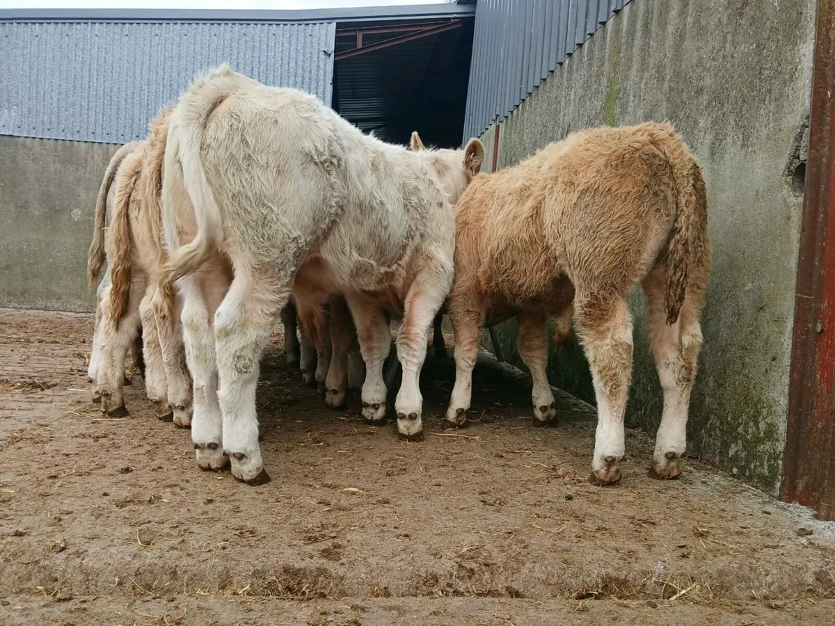 20 Super Bull Weanlings - Image 2