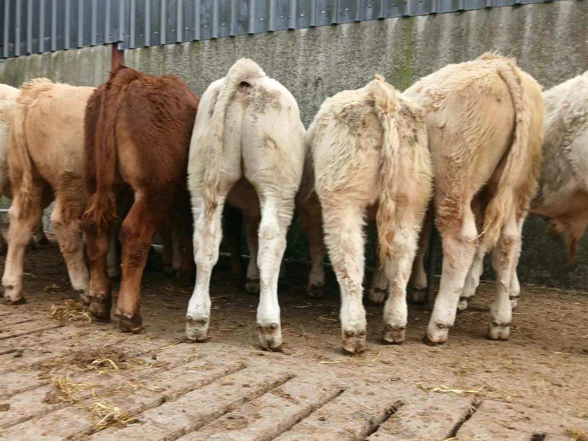 20 Super Bull Weanlings - Image 3