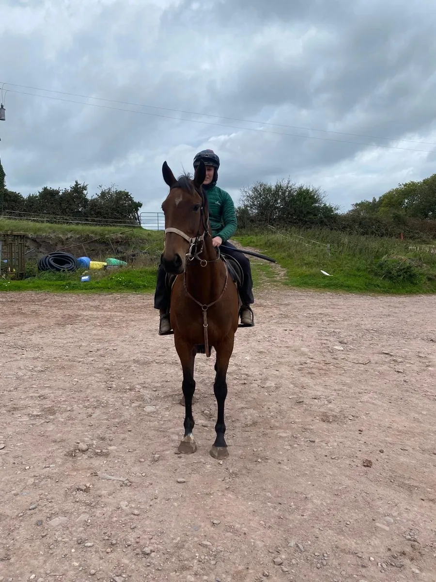 Horse for sale - Image 1