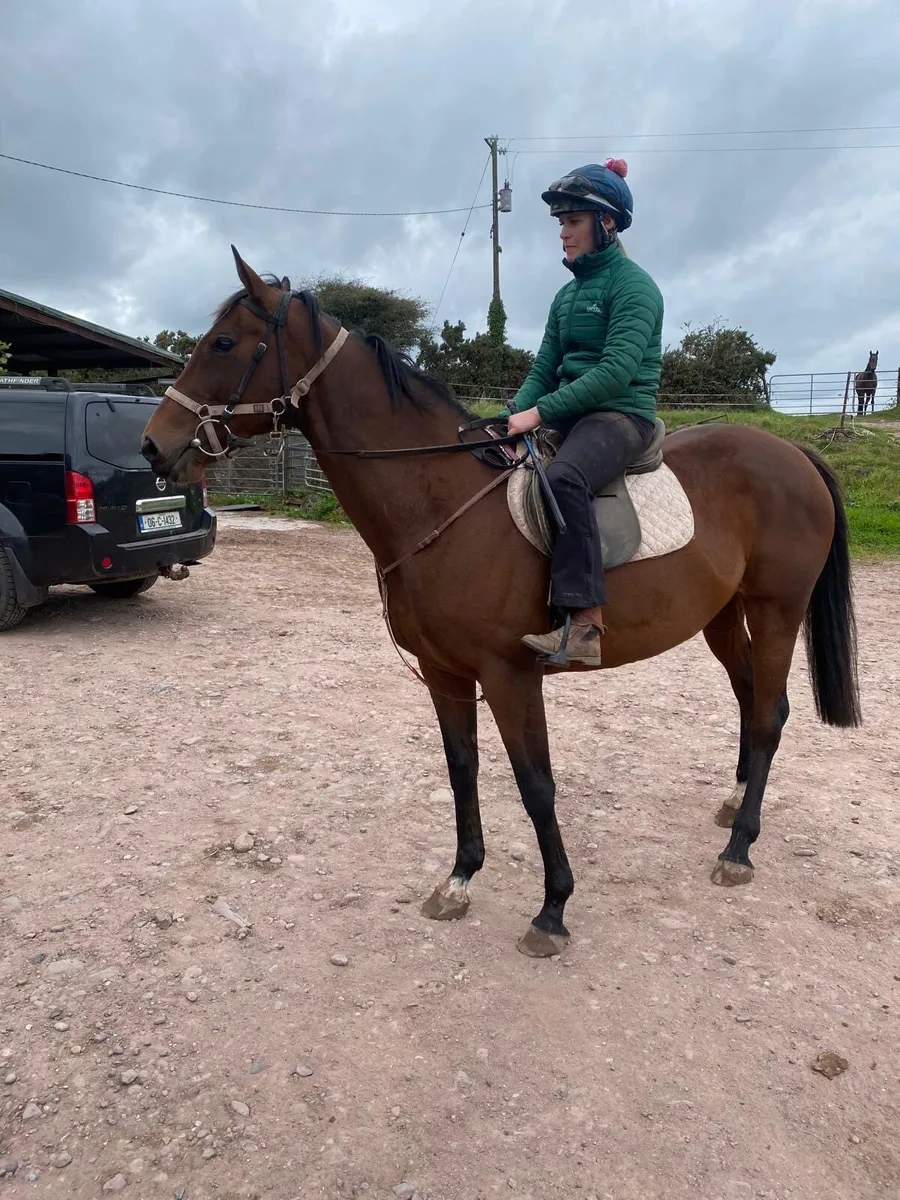 Horse for sale - Image 2