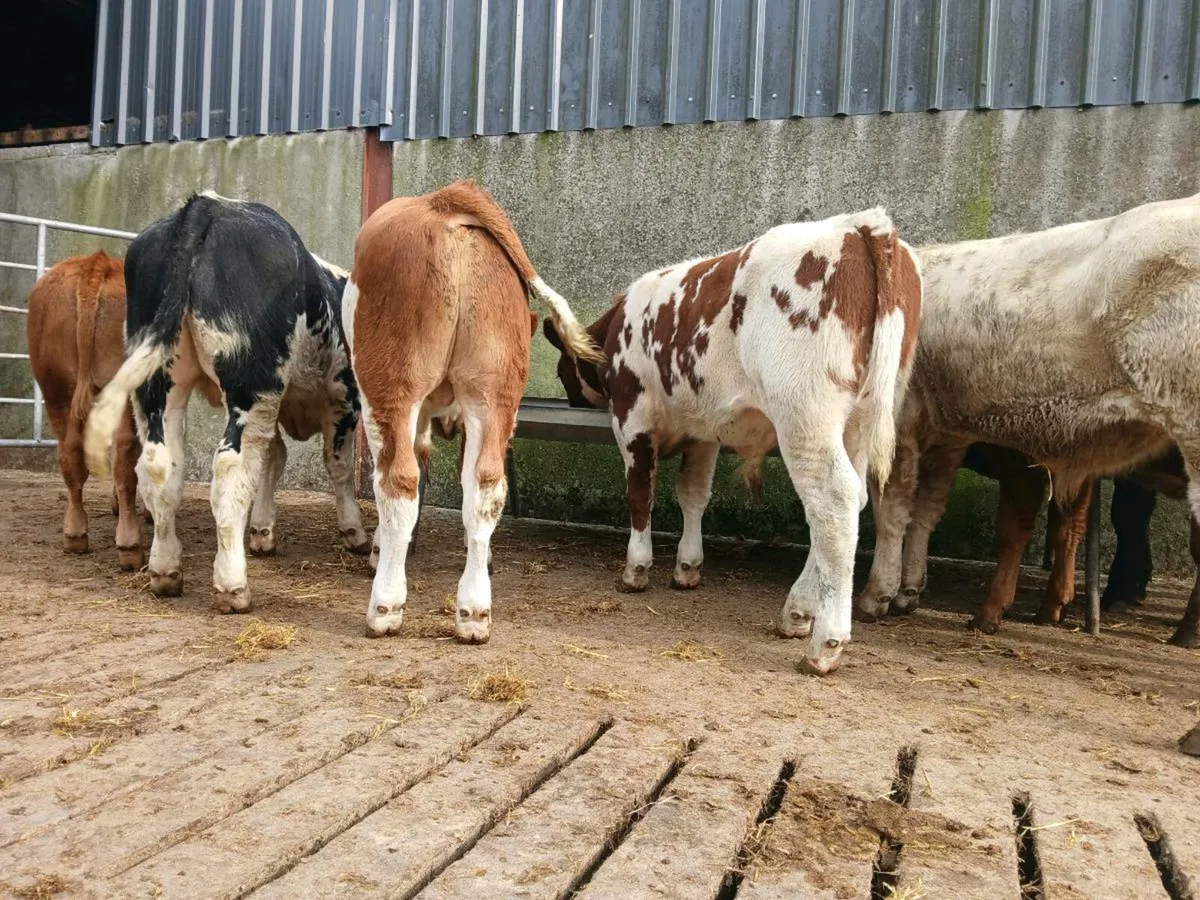 10 Bull Weanlings - Image 2