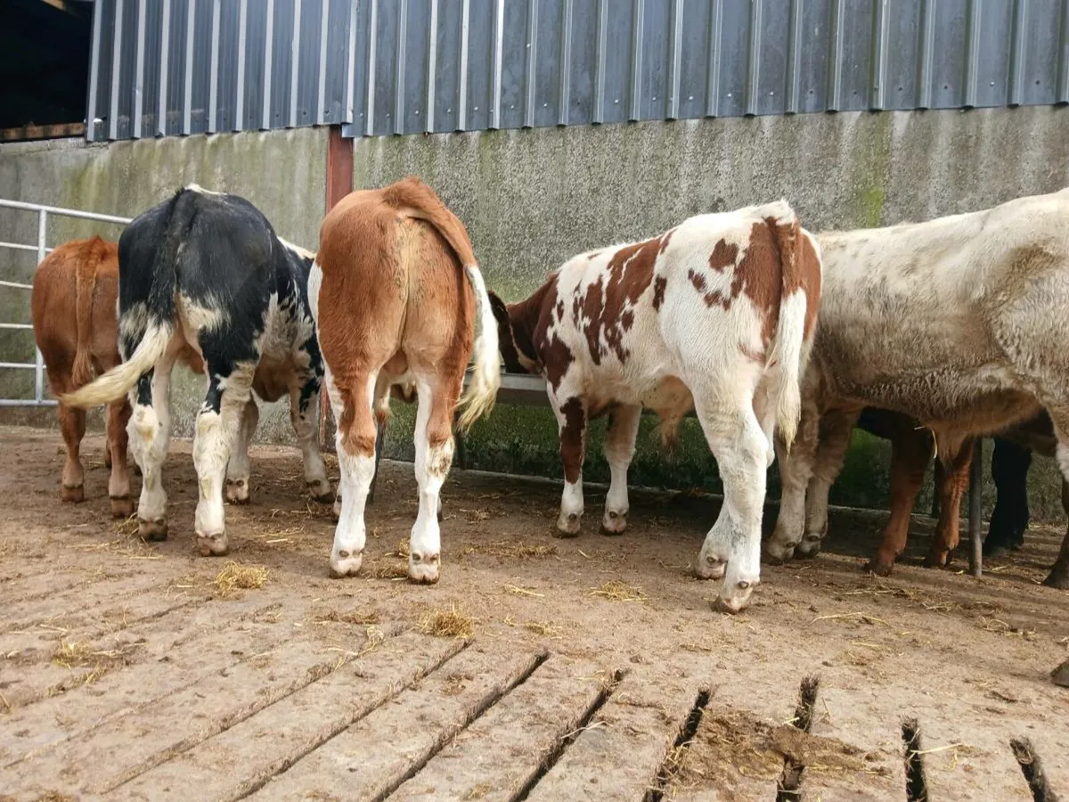10 Bull Weanlings - Image 4