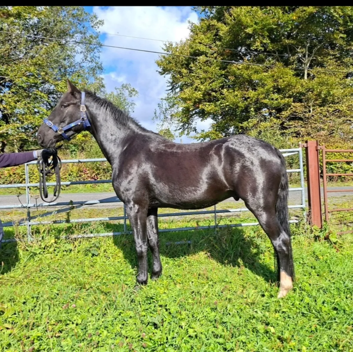 4YO Gelding By Sligo Candy Boy Cavan Sales Lot 100 - Image 1