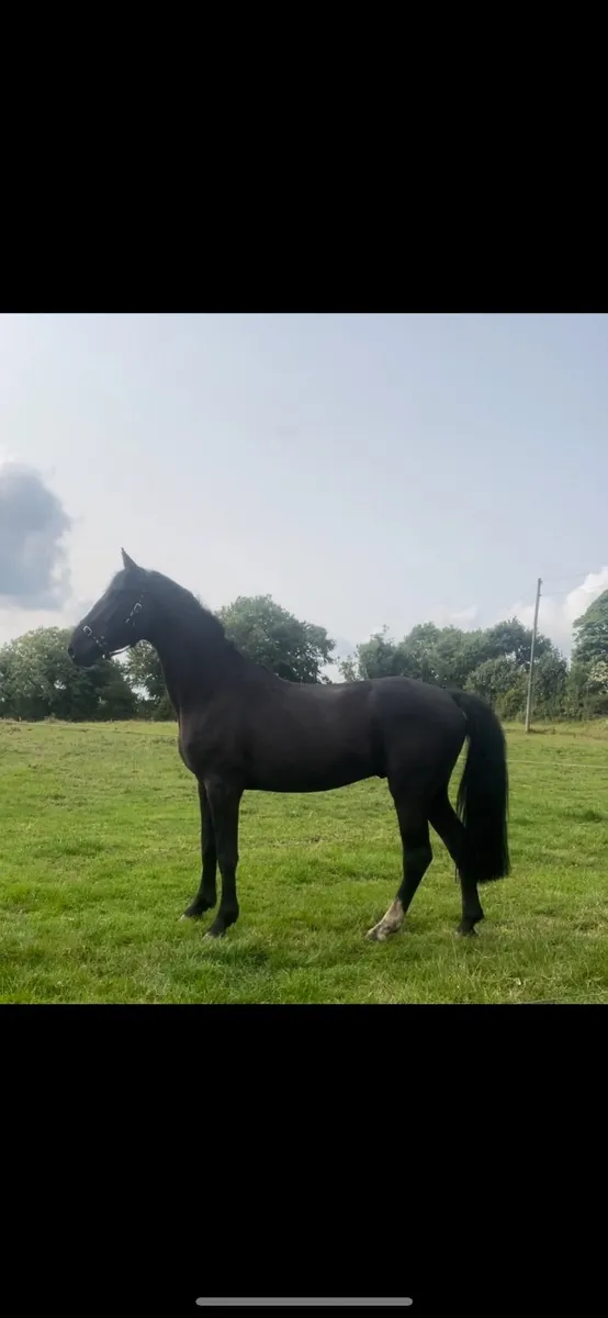 4YO Gelding By Sligo Candy Boy Cavan Sales Lot 100 - Image 2