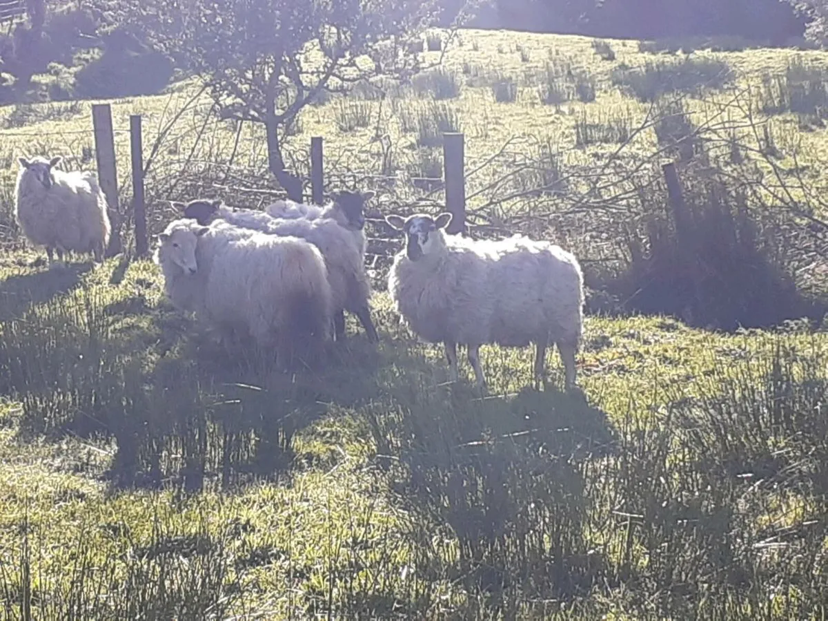 5 hgget ewes - Image 2