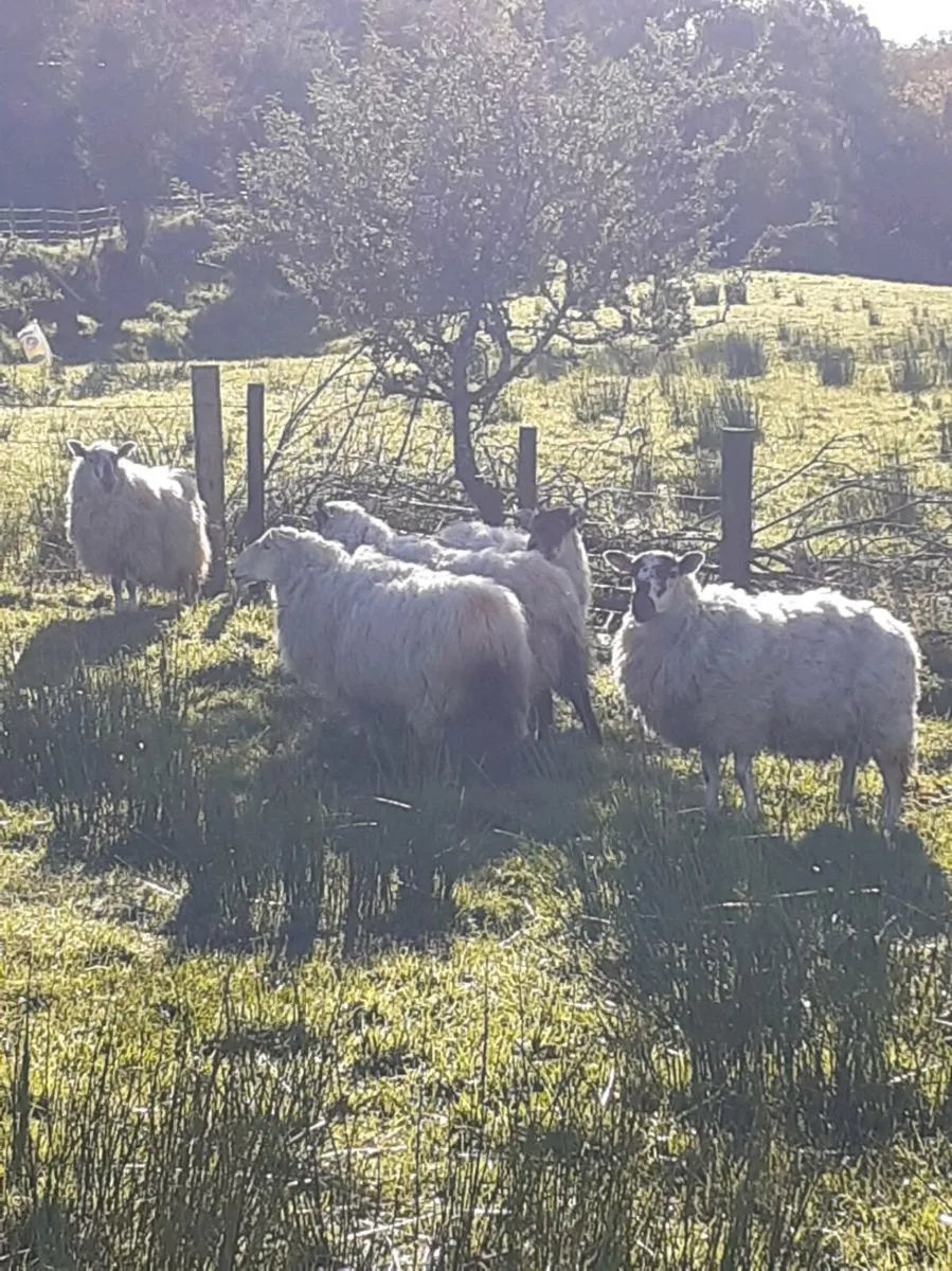 5 hgget ewes - Image 3