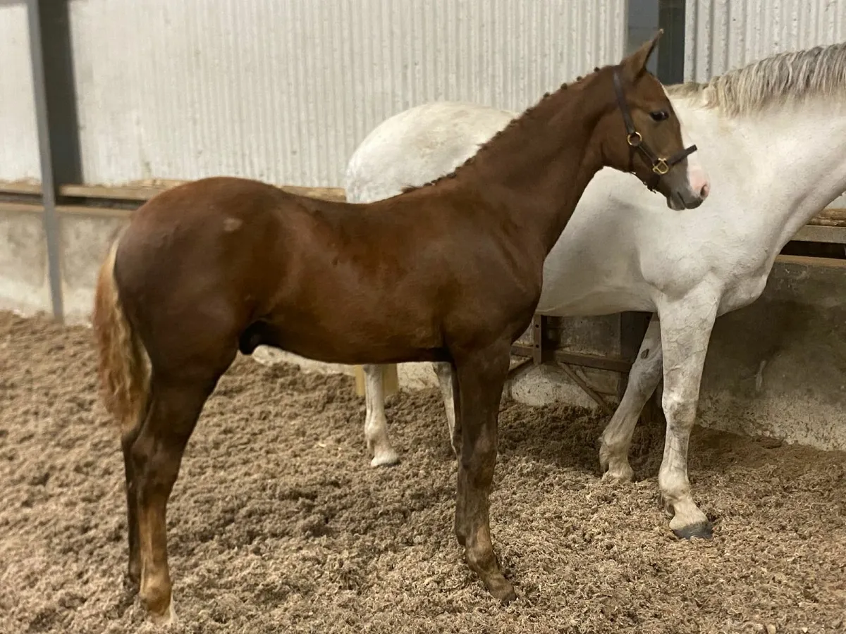 Sligo Candy Boy Colt Foal - Image 3